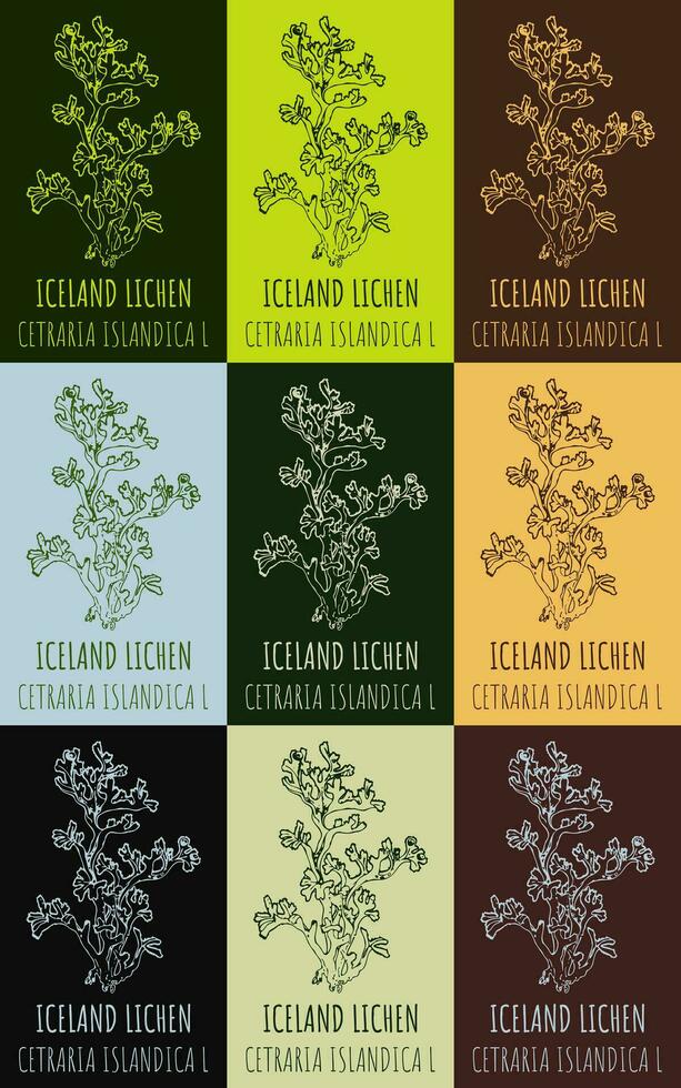 Set of vector drawing of ICELAND LICHEN  in various colors. Hand drawn illustration. Latin name CETRARIA ISLANDICA L.