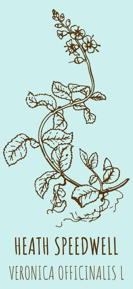 Vector drawings HEATH SPEEDWELL. Hand drawn illustration. Latin name VERONICA OFFICINALIS L.