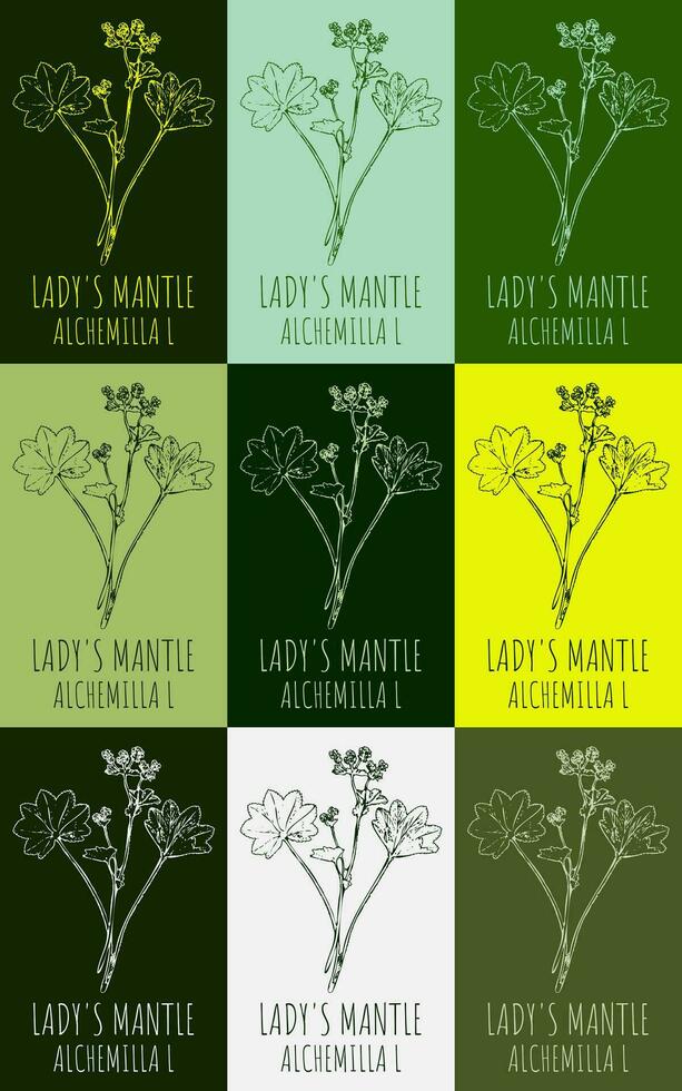 Set of vector drawing of LADY'S MANTLE  in various colors. Hand drawn illustration. Latin name Alchemilla vulgaris L.