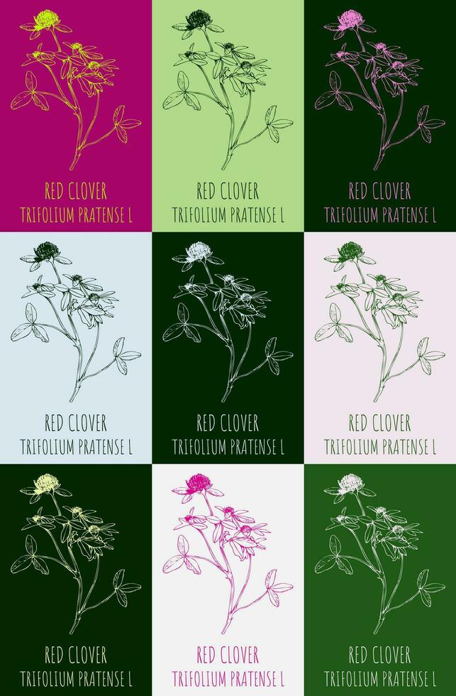 Set of vector drawing of RED CLOVER  in various colors. Hand drawn illustration. Latin name Trifolium pratense L.