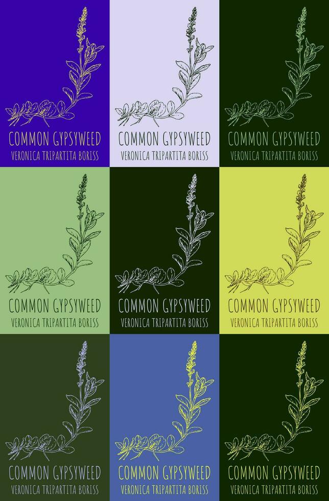 Set of vector drawing of HEATH SPEEDWELL  in various colors. Hand drawn illustration. Latin name VERONICA OFFICINALIS L.