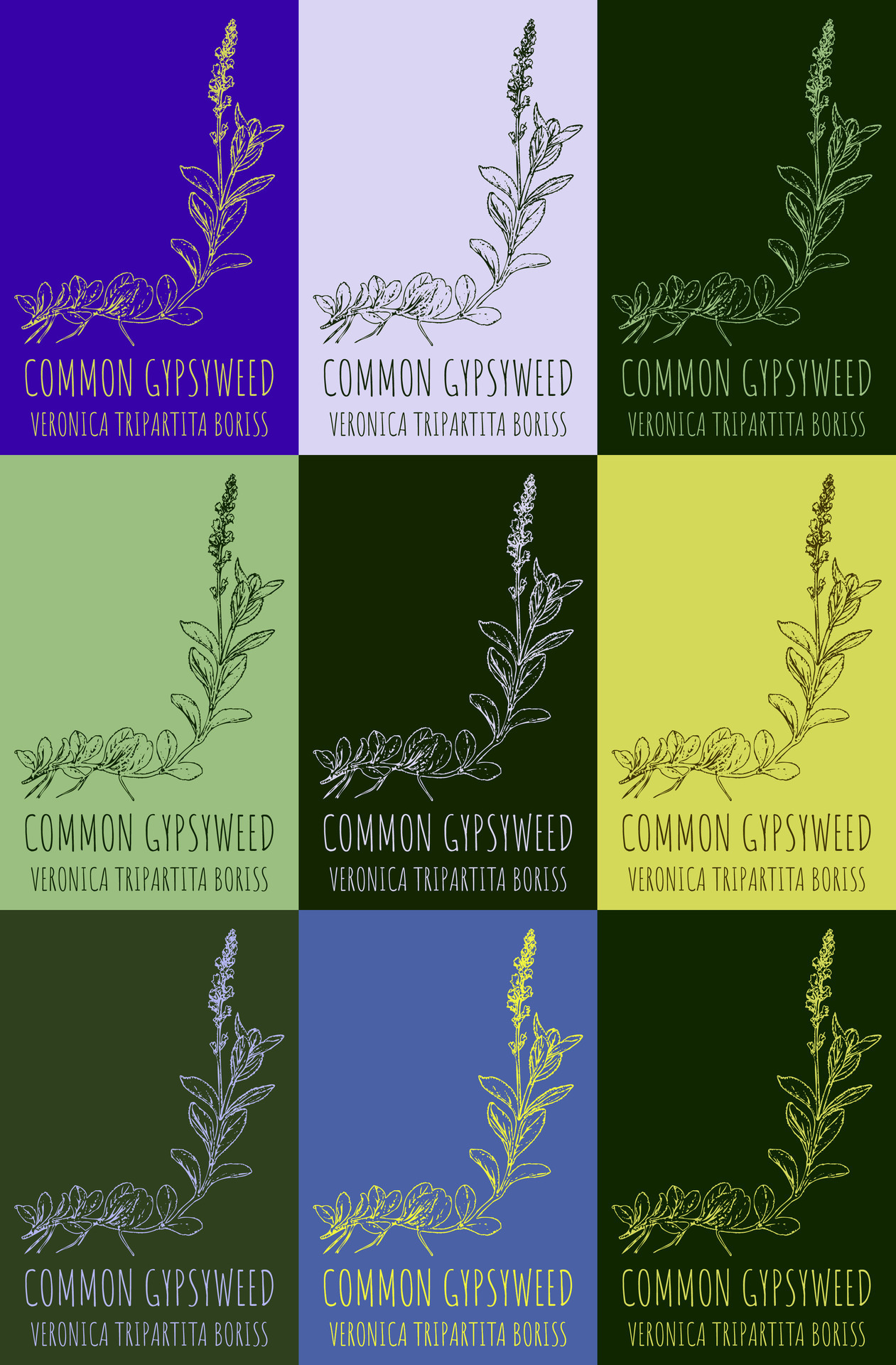 Set Of Vector Drawing Of HEATH SPEEDWELL In Various Colors Hand Drawn set-of-vector-drawing-of-heath-speedwell-in-various-colors-hand-drawn