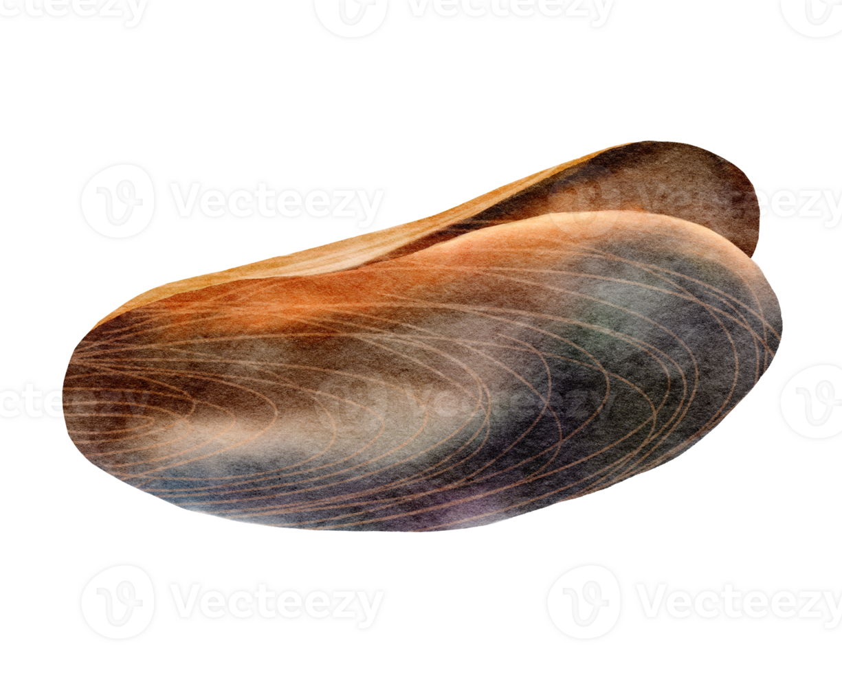 Mussel watercolor clipart png