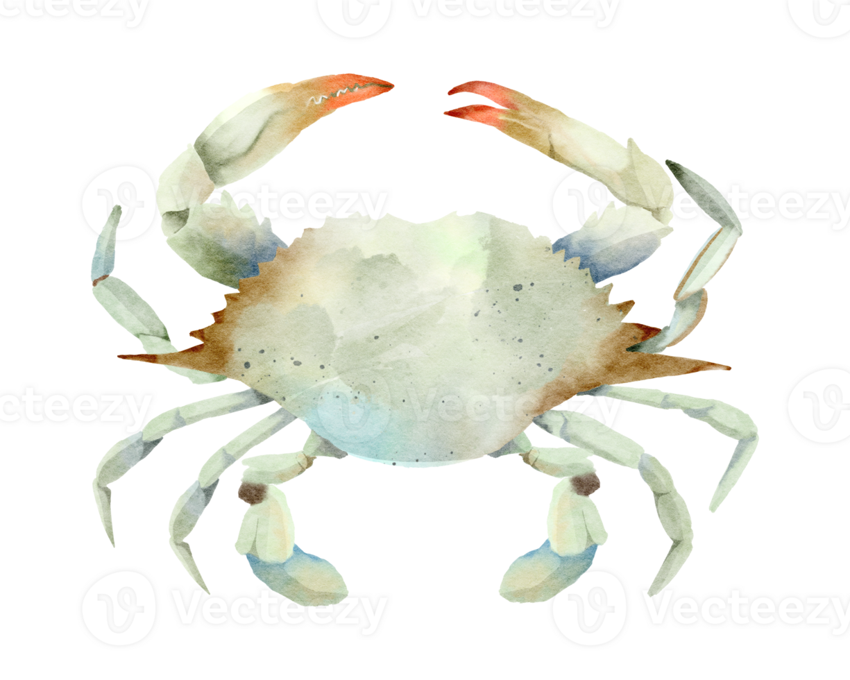 Crab Seafood Watercolor png