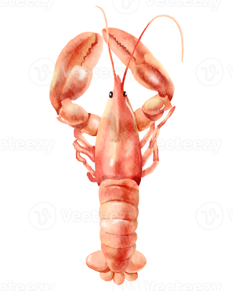 Shrimp Seafood watercolor png