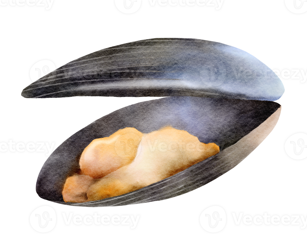 Mussels Seafood Watercolor png