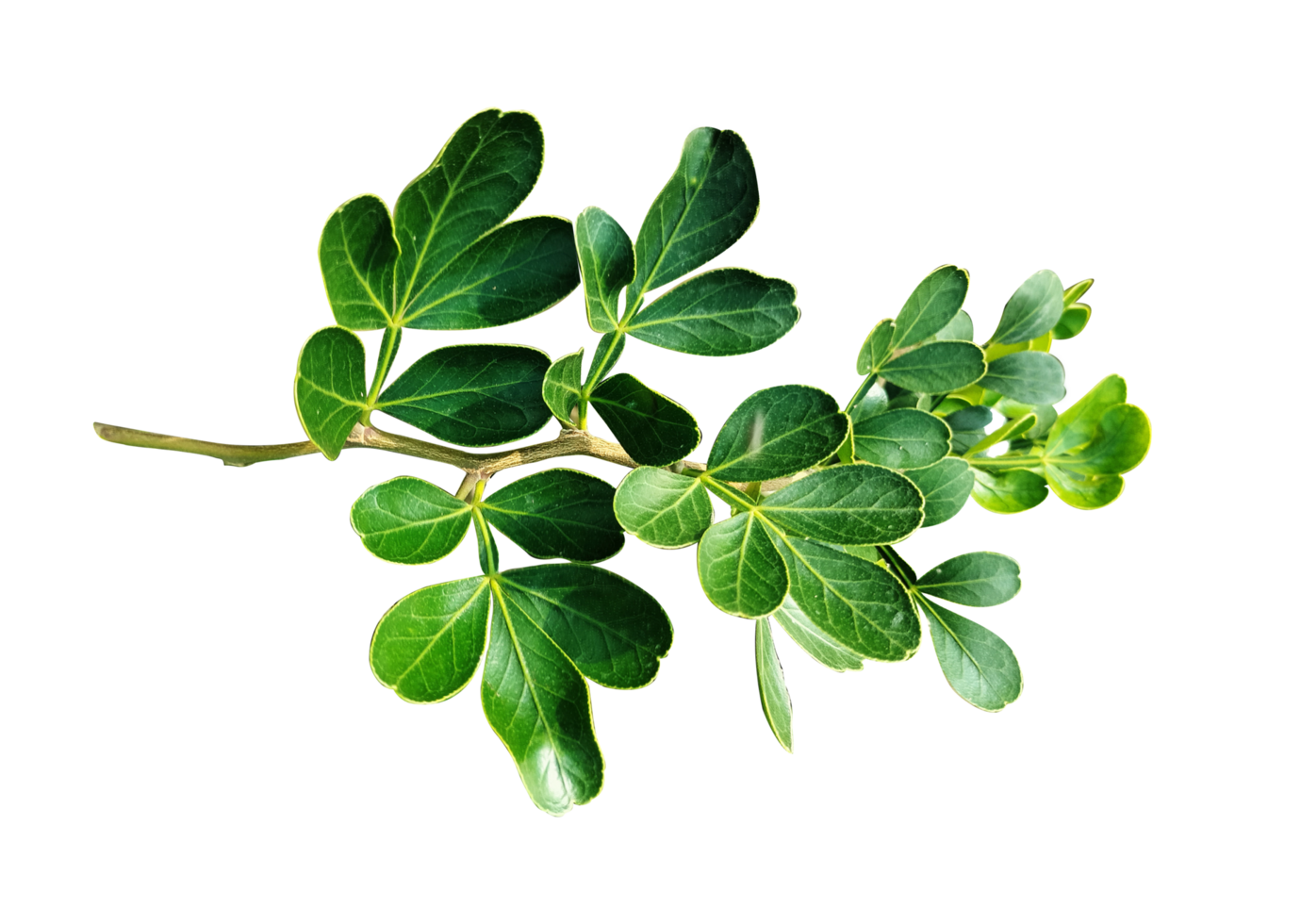 Green leaves branch closeup png