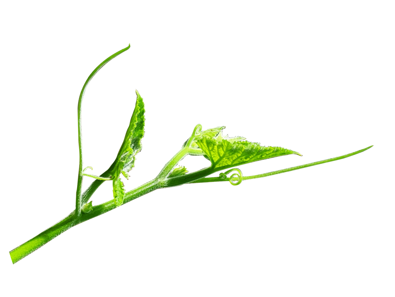 Green leaves branch closeup png