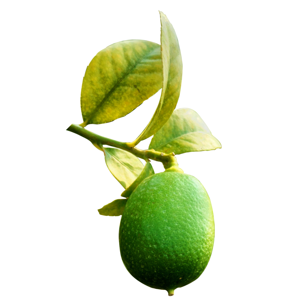Lemon png with leafs