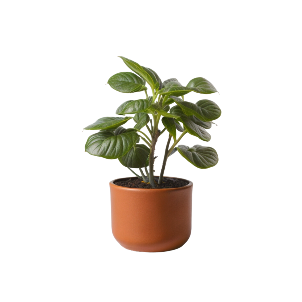 Potted plant on transparent background, photography, Potted succulent, Indoor plant photography, houseplant, Potted herbs, Minimalist plant photography, life plant, Botanical photography png