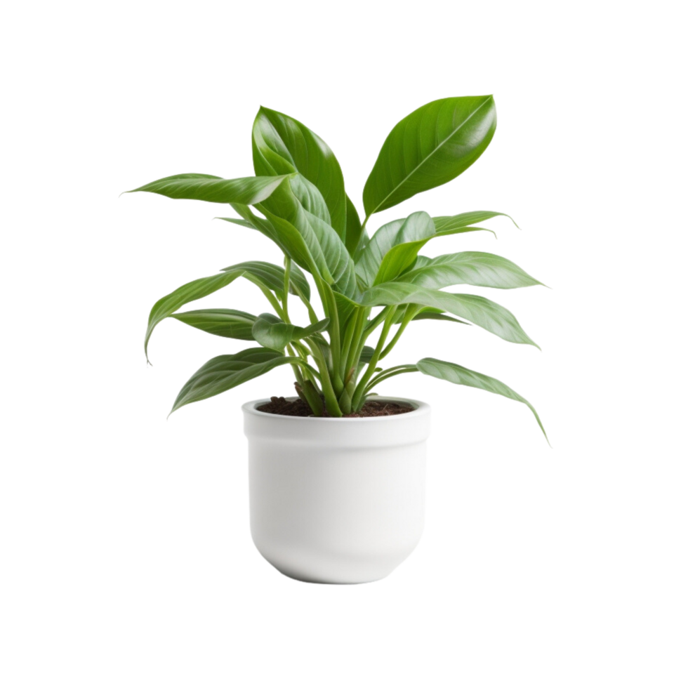 Potted plant on transparent background, photography, Potted succulent, Indoor plant photography, houseplant, Potted herbs, Minimalist plant photography, life plant, Botanical photography png