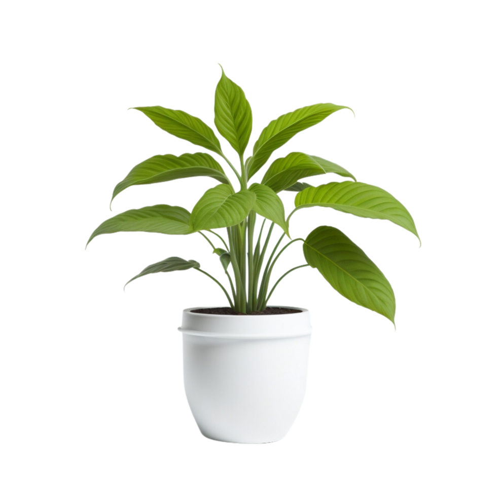 Potted plant on transparent background, photography, Potted succulent, Indoor plant photography, houseplant, Potted herbs, Minimalist plant photography, life plant, Botanical photography png
