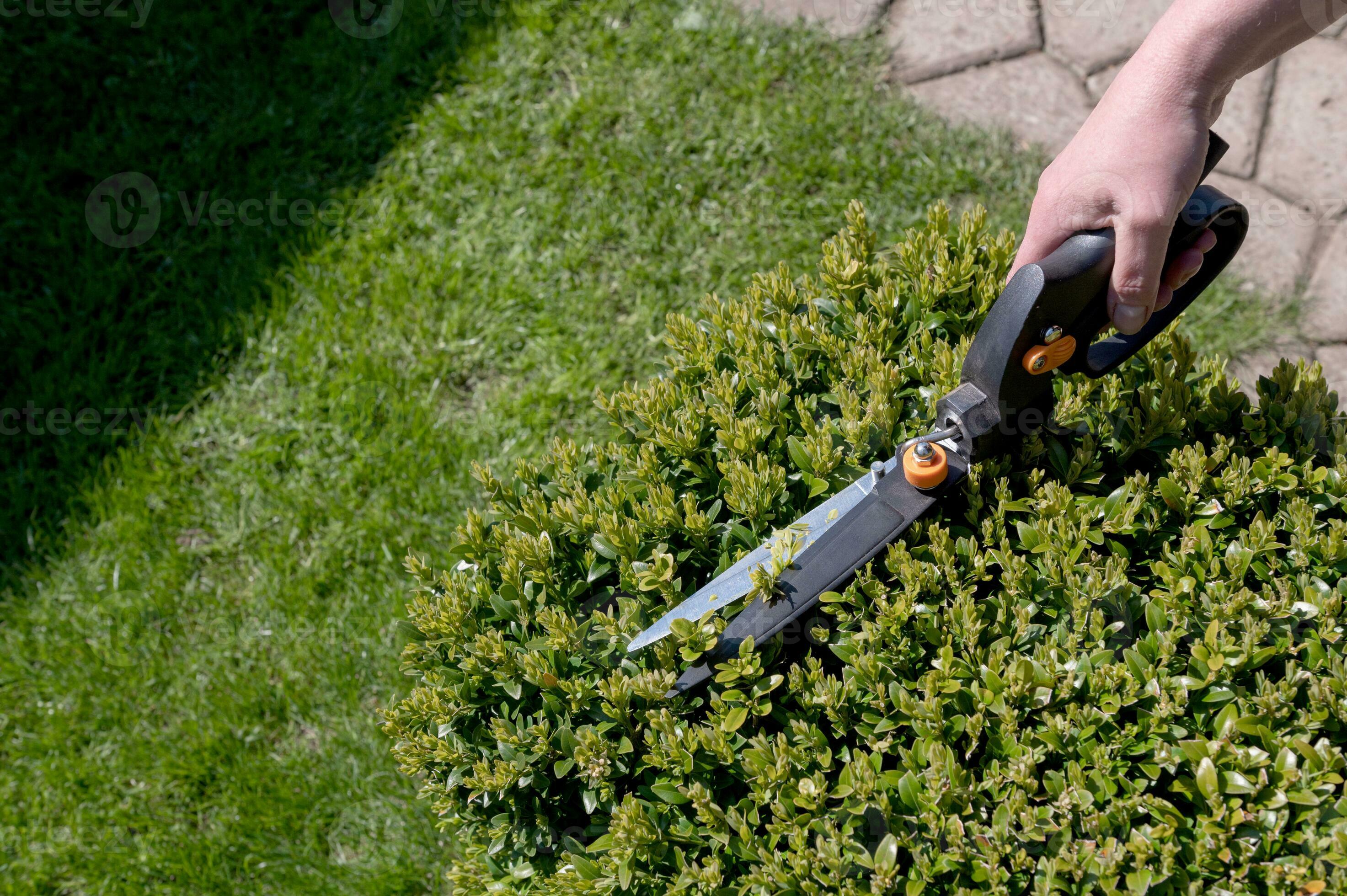 Use garden scissors to cut bushes in the garden on the plot 24922788