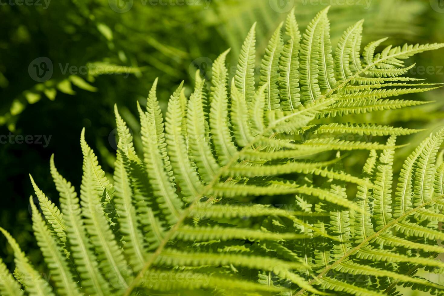 fern leaves close up in spring photo