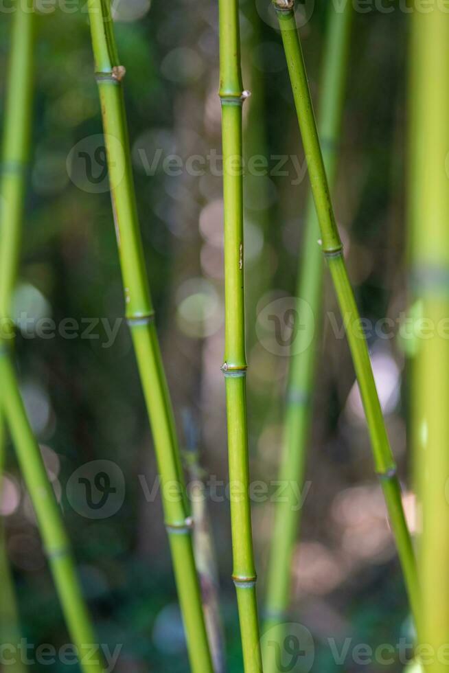 bamboo bush close up in spring photo