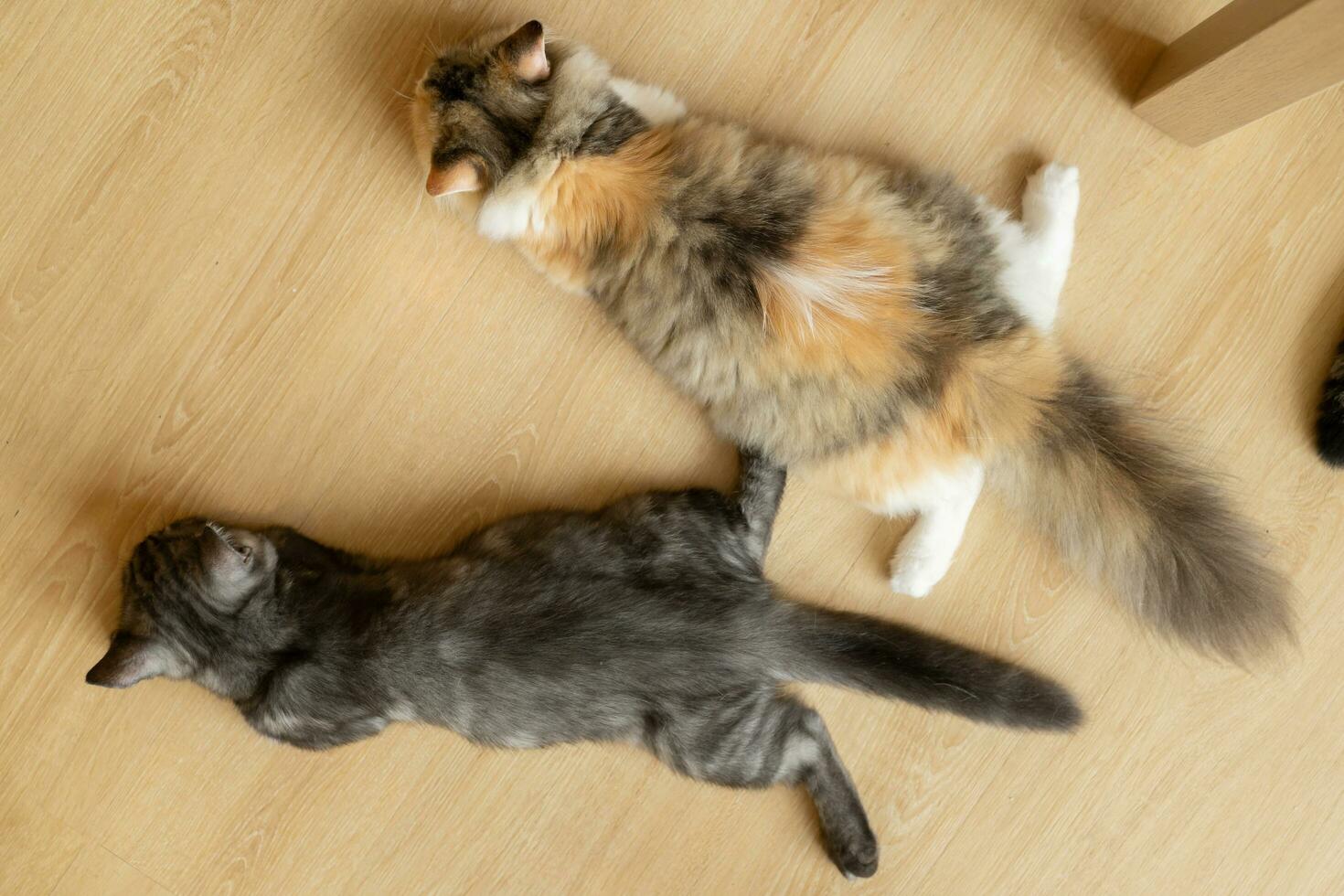 Cats butt. The pads on the paws are seen. Image with selective focus. Closeup of gray cat butt lying on its stomach photo