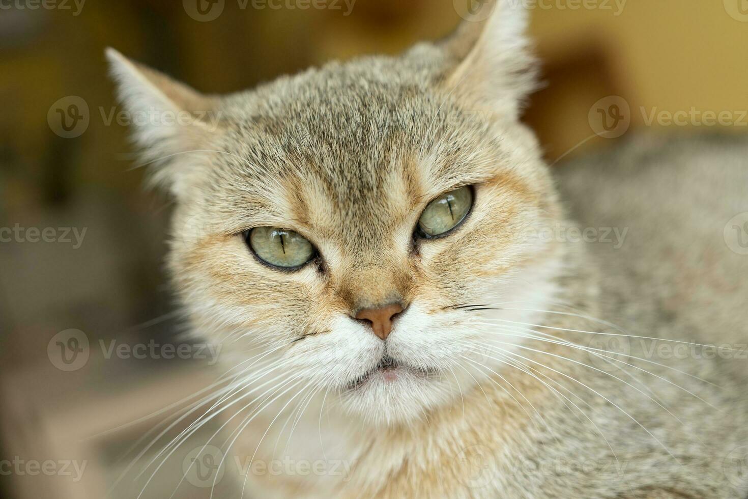 Cat with head tilted indoors. Cat is looking at camera. Portrait of a