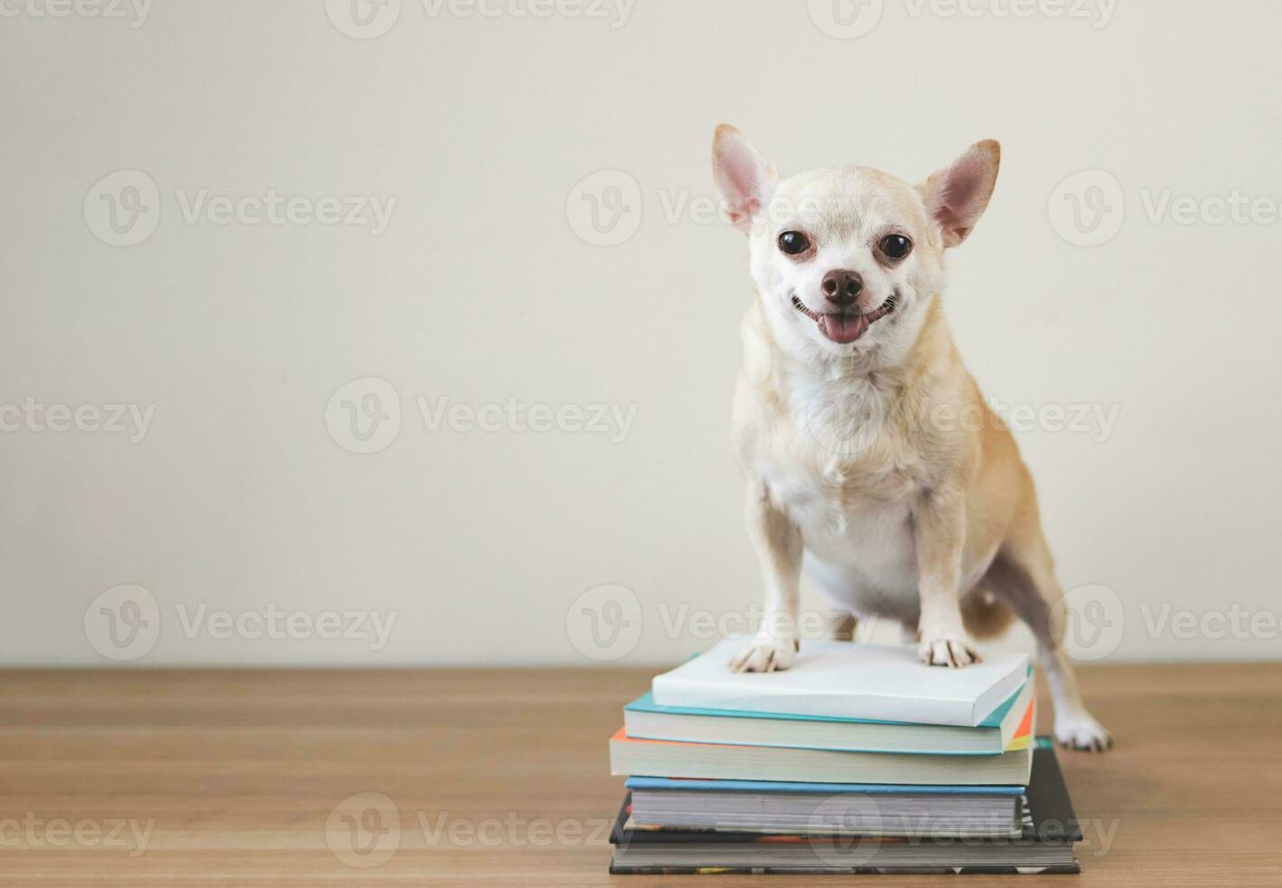 brown chihuahua dog standing with stack of books on wooden floor and white background. back to school. photo