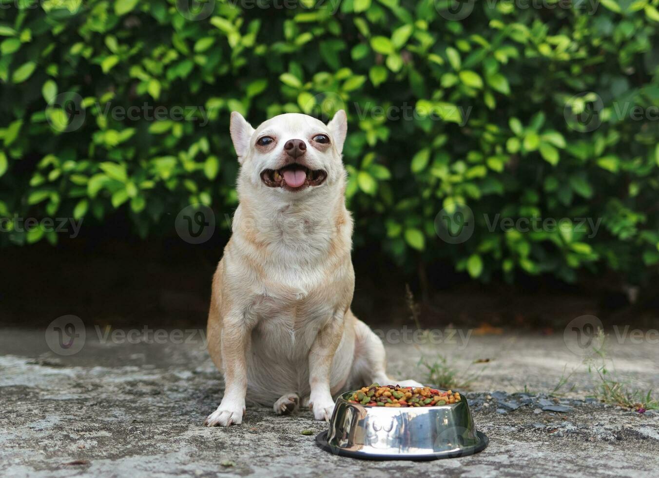 marrón corto pelo chihuahua perro sentado en cemento piso en el jardín junto a perro comida cuenco sonriente y mirando a cámara. mascotas salud o comportamiento concepto. foto