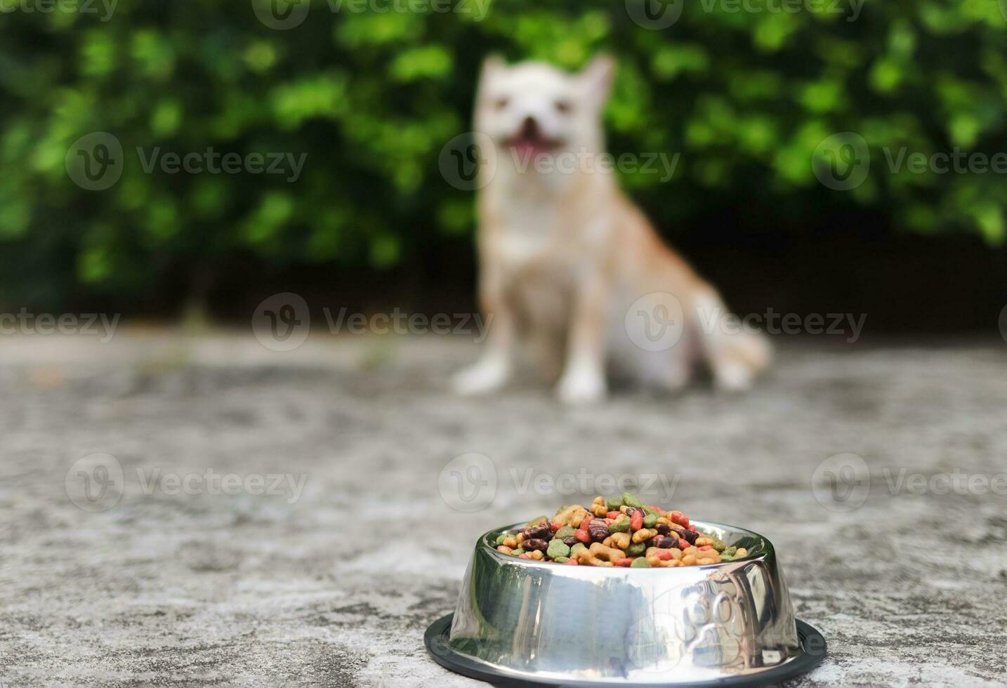 perro comida cuenco en cemento piso con chihuahua perro sentado en el jardín antecedentes. selectivo atención en perro alimento. foto