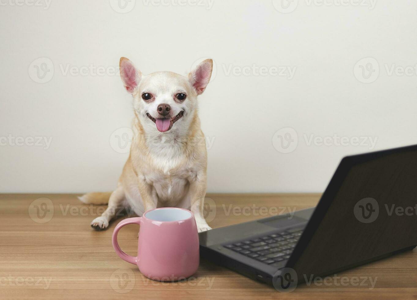 brown short hair chihuahua dog sitting on wooden floor with computer notebook and pink cup of coffee, working on computer, smiling and looking at camera. photo