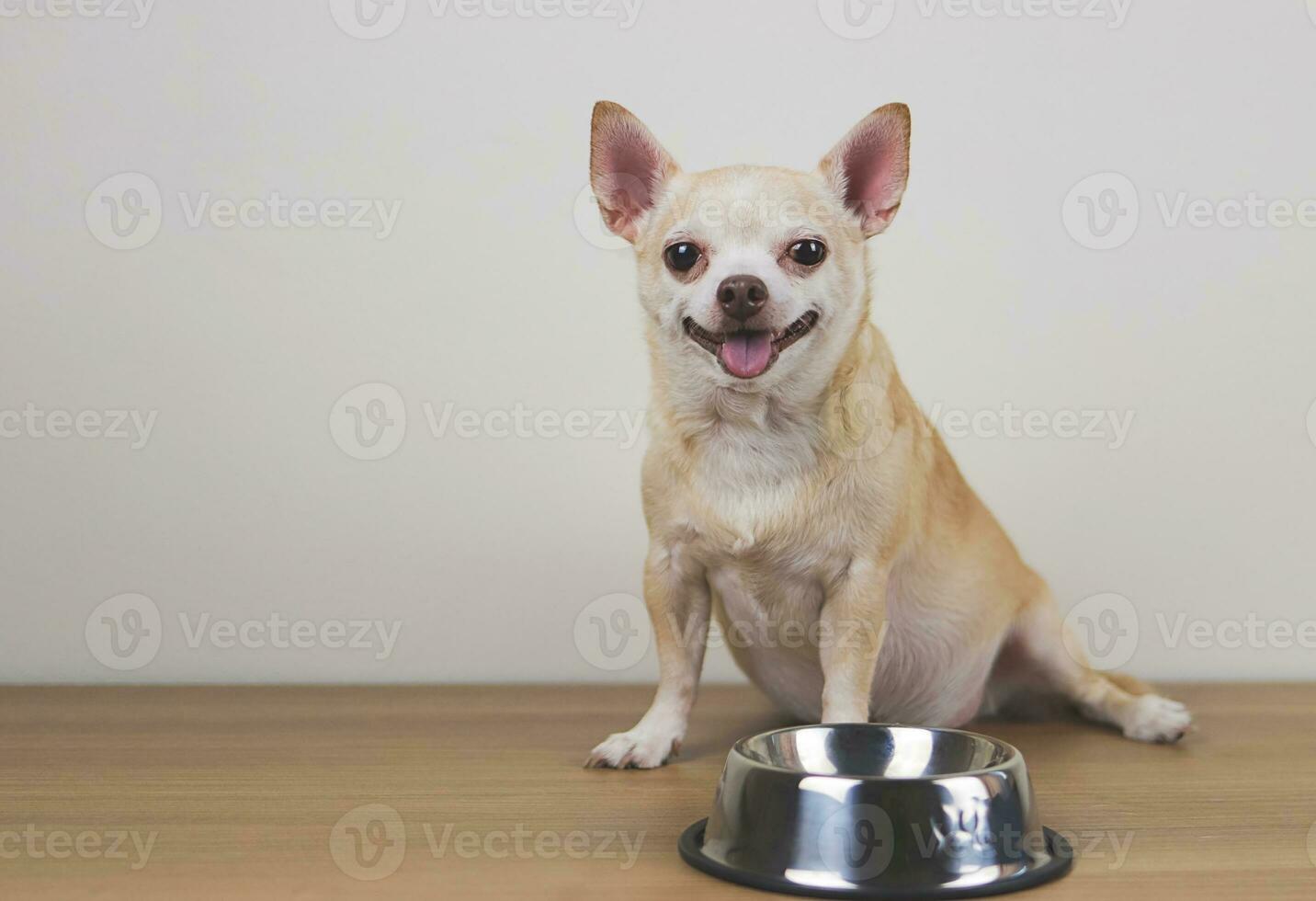 Hungry chihuahua dog sitting on wooden floor  with empty dog food bowl, looking at camera,  smiling and asking for food. photo