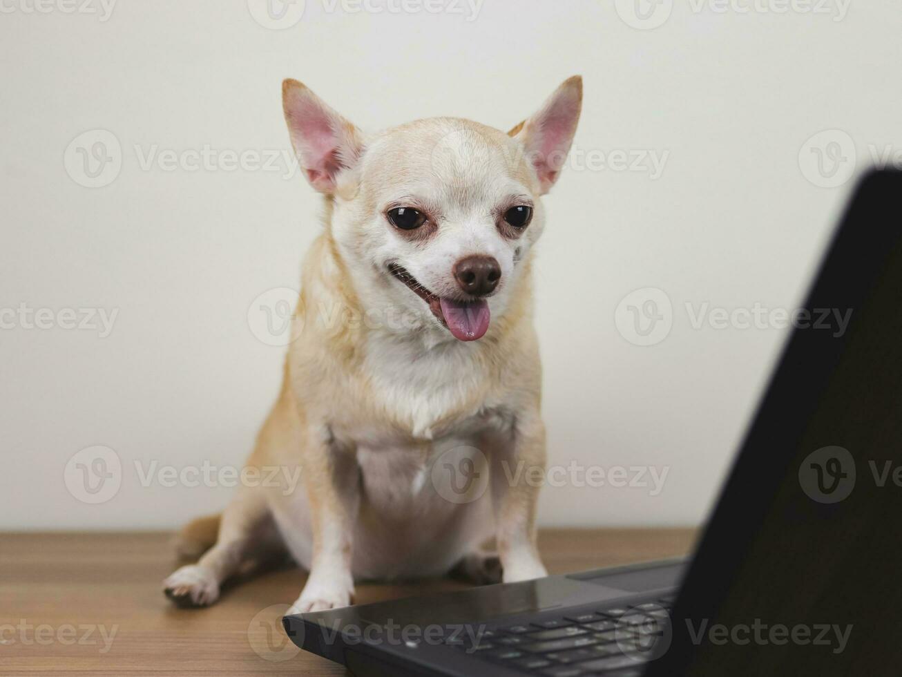 marrón corto pelo chihuahua perro sentado en de madera piso con computadora computadora portátil, sonriente y hablando en vídeo llamar. mascota utilizando un computadora. foto