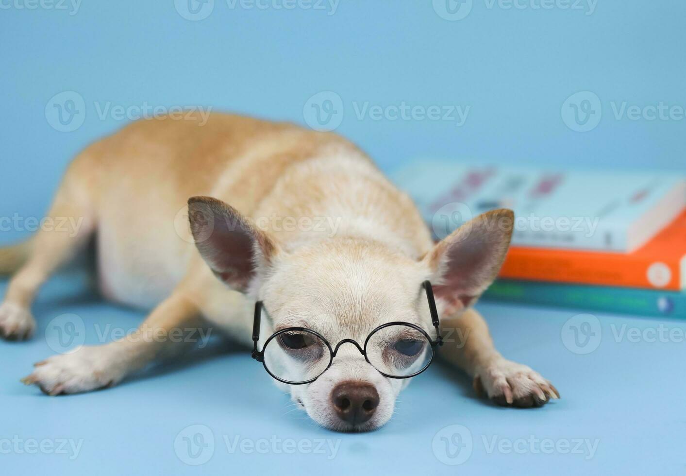 marrón chihuahua perro vistiendo ojo anteojos, acostado abajo con apilar de libros en azul antecedentes. chihuahua perro obtener aburrido de leyendo libros. foto