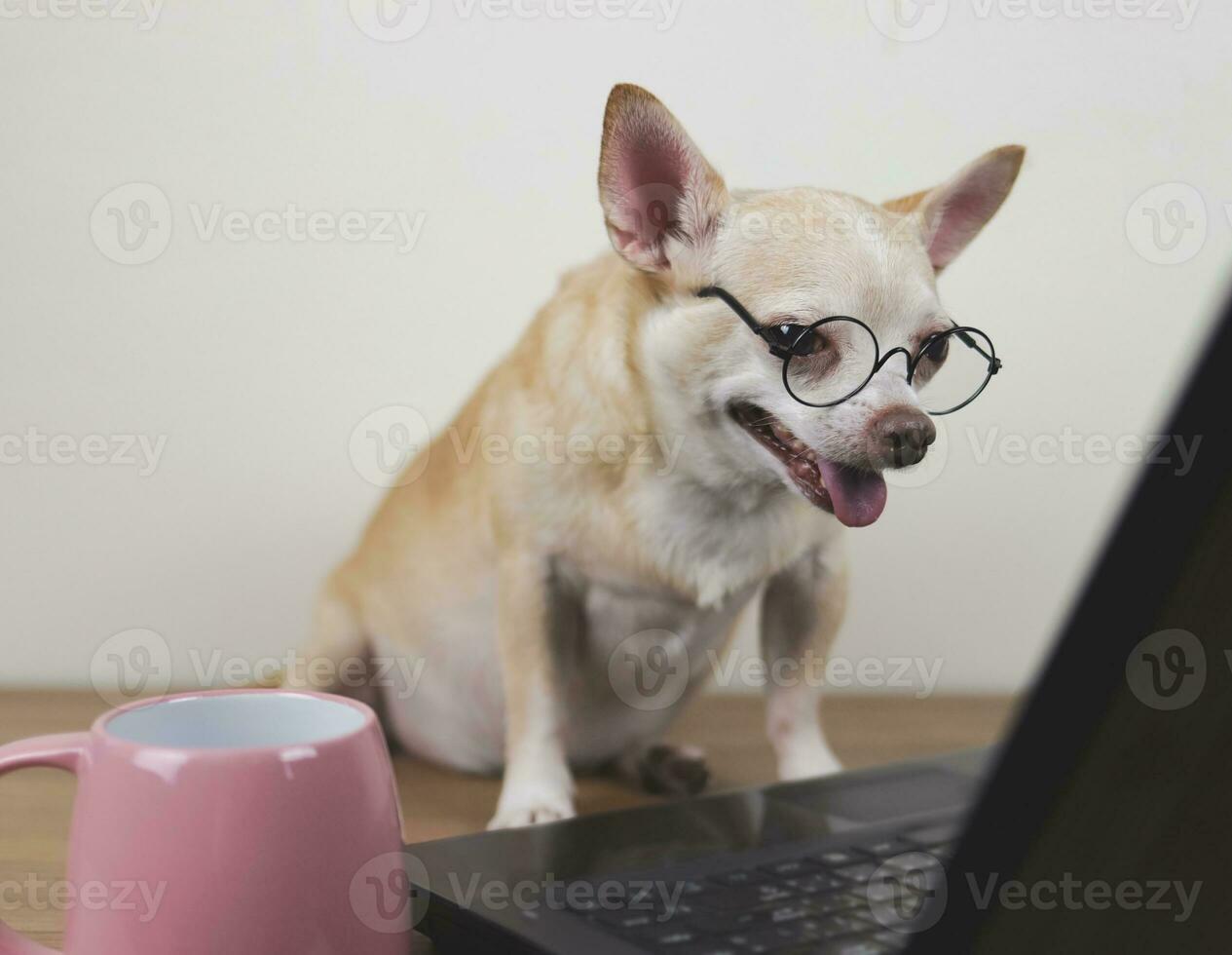 brown short hair chihuahua dog wearing eyeglasses  sitting on wooden floor with computer laptop and pink coffee cup, working and looking at computer screen. photo