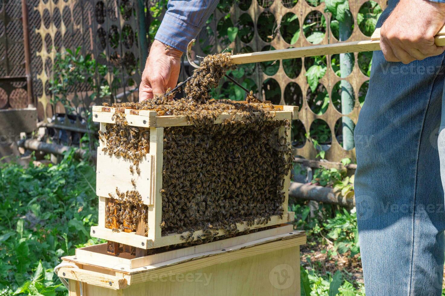 Bees on the honeycomb, top view. Honey cell with bees. Apiculture. Apiary. Wooden beehive and bees. photo