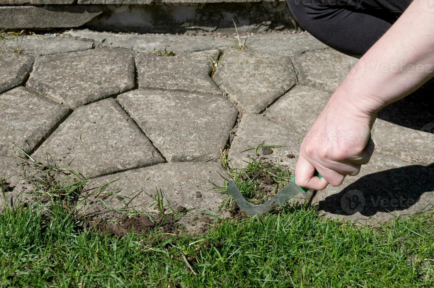 Removing grass between paving slabs on the street. A tool for removing the root system of plants. photo