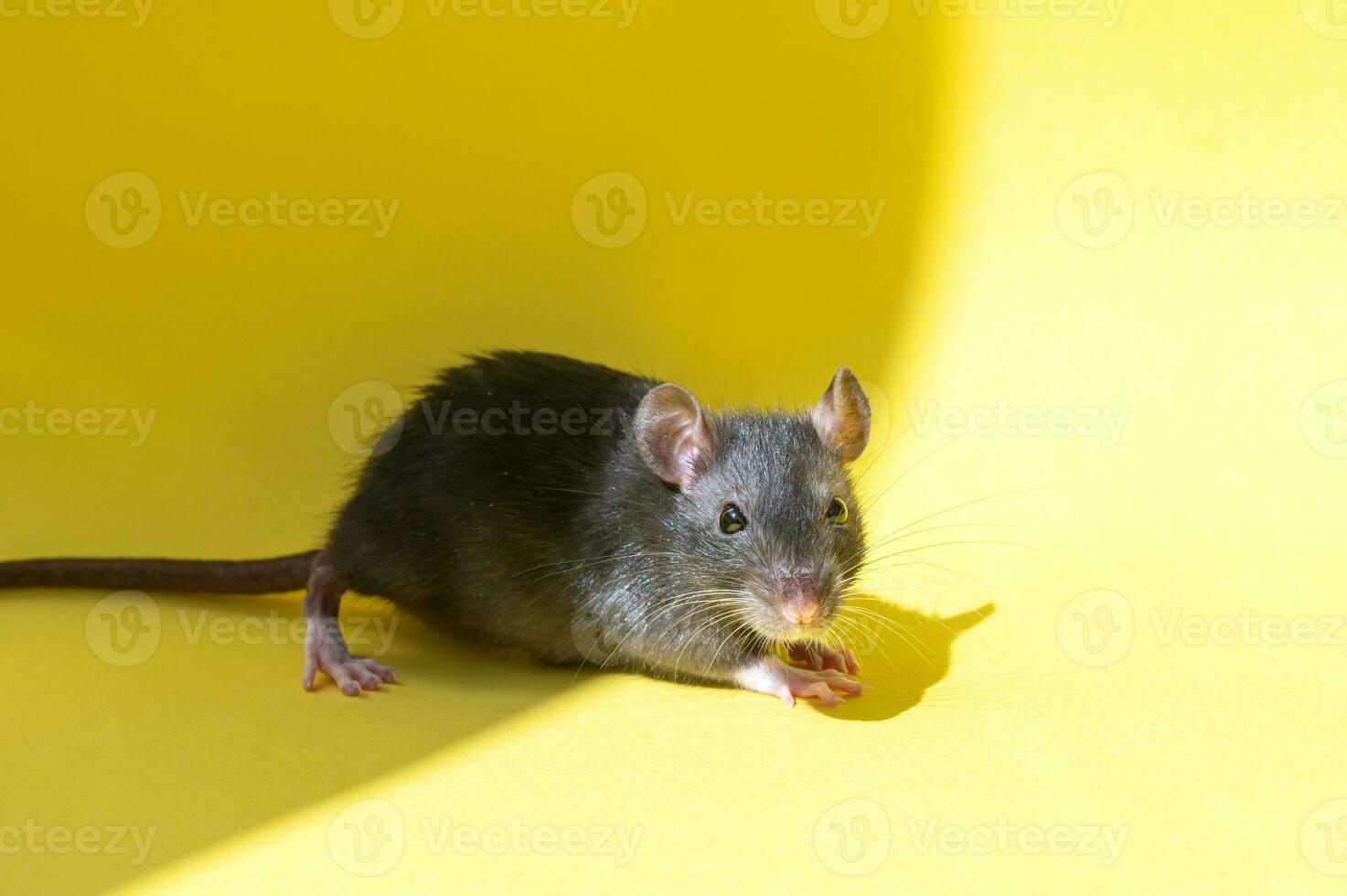 A cute gray mouse with a long tail is sitting on a yellow table photo