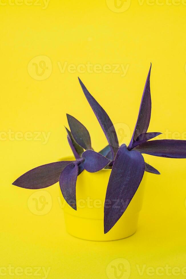 A purple heart plant or a spider web a pale tradescantia with purple leaves growing in a yellow pot photo