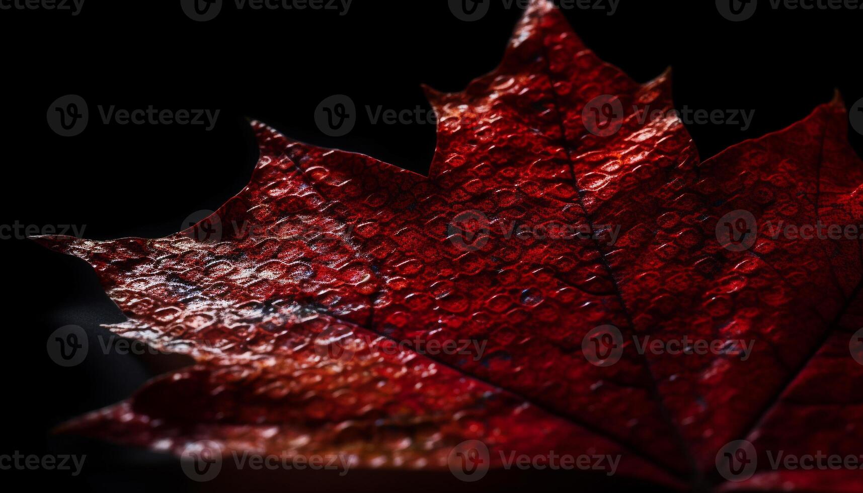 Vibrant maple leaf, close up, autumn beauty generated by AI photo