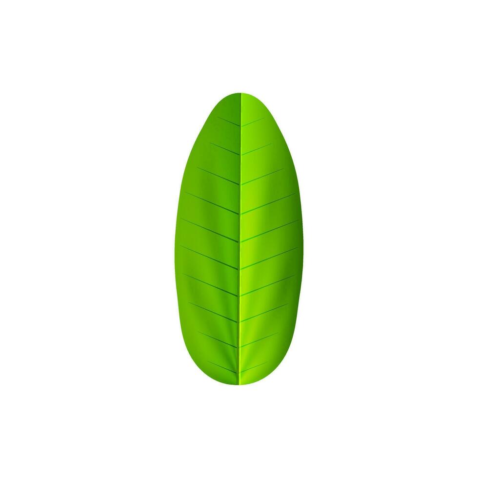 Shiny banana leaf in green color. vector