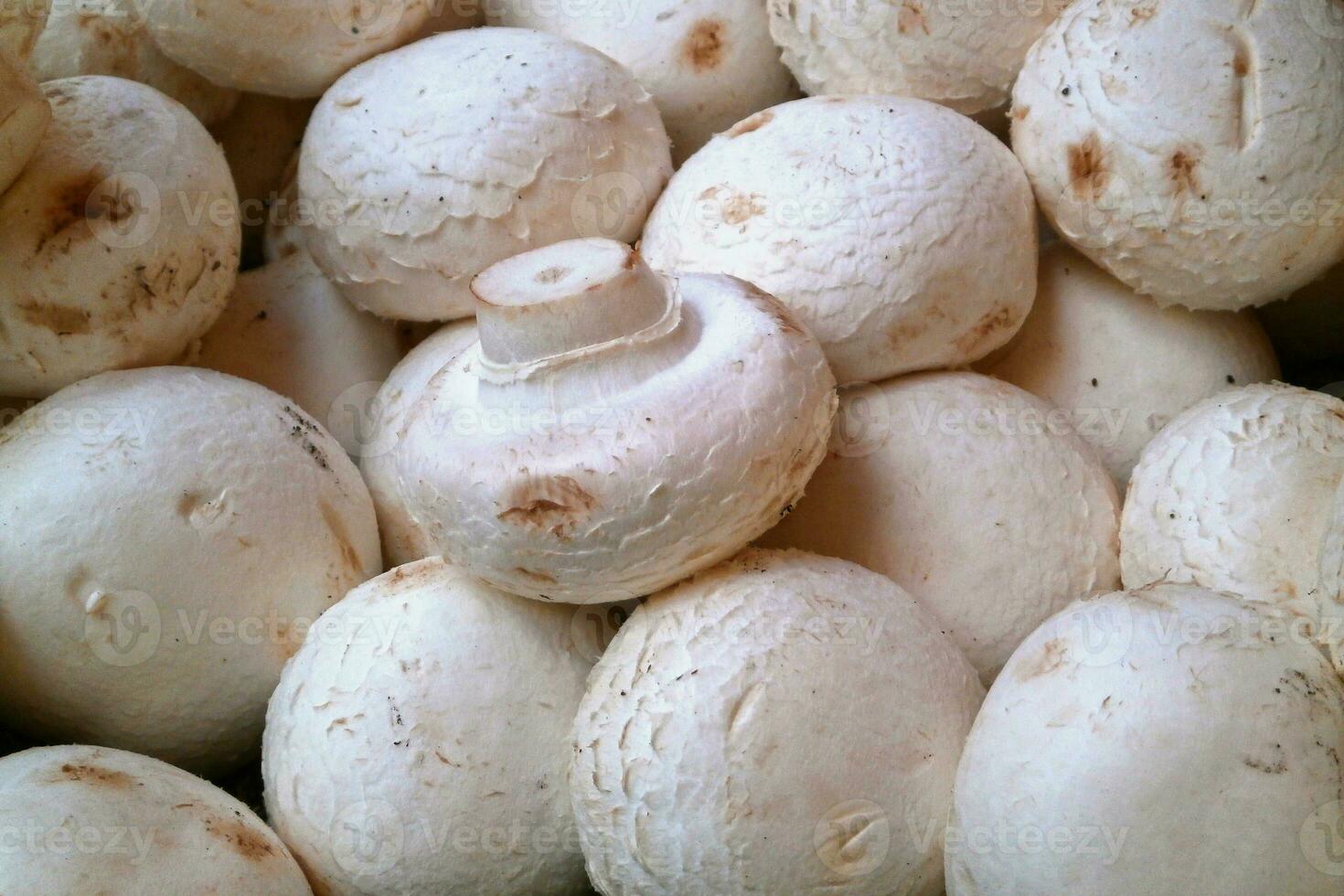Stack of white mushrooms on a market stall photo