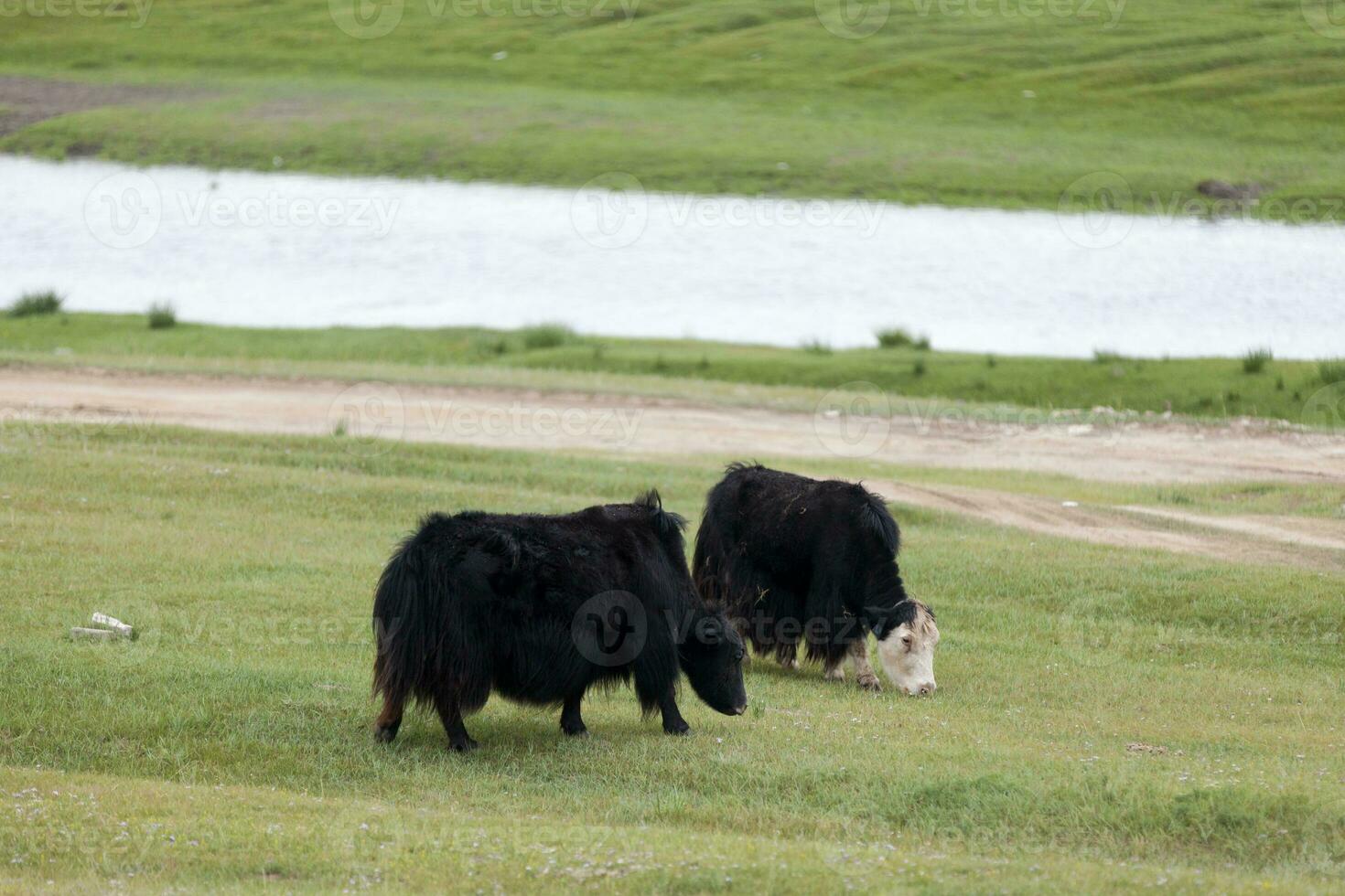 Domestic yaks grazing in the steppes of Mongolia photo