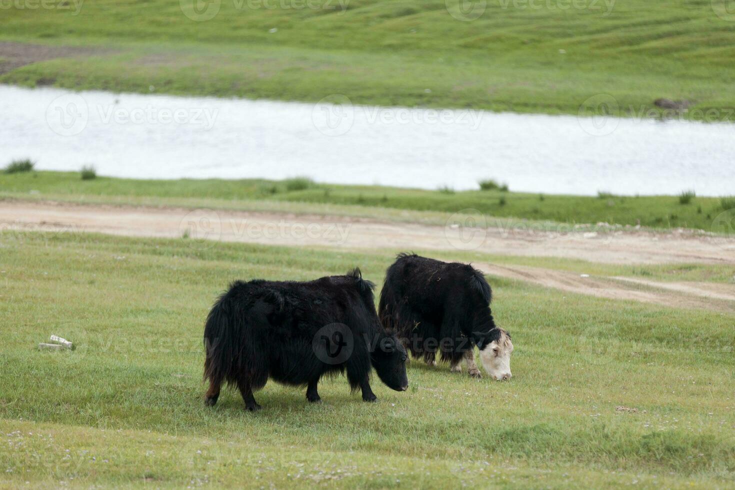 Doméstico yaks pasto en el estepas de Mongolia foto