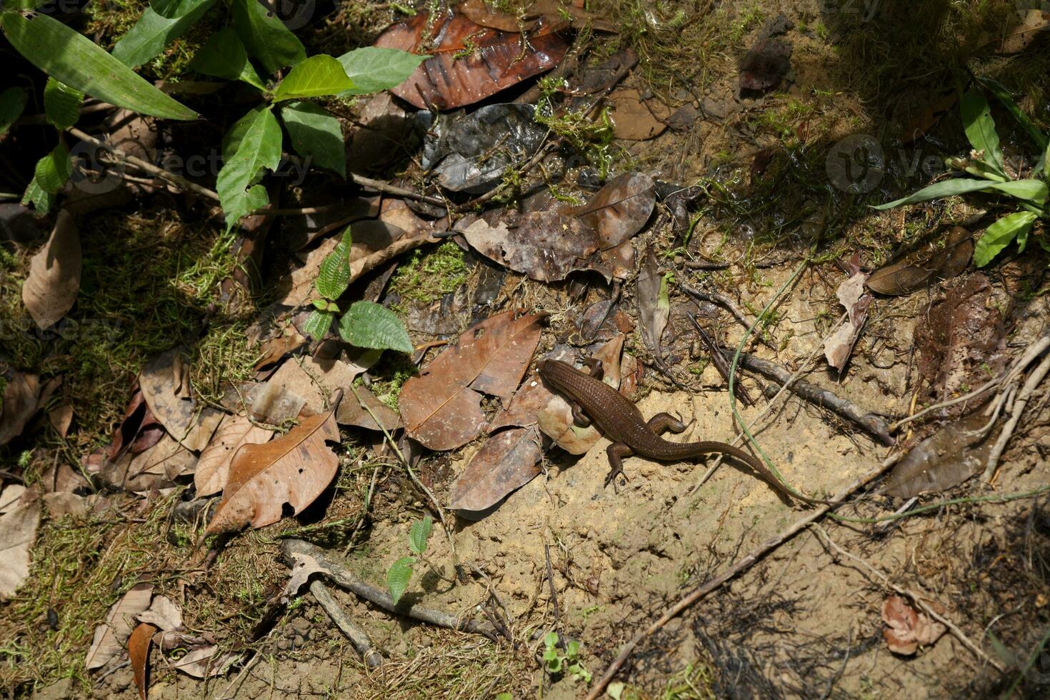 East Indian brown mabuya photo