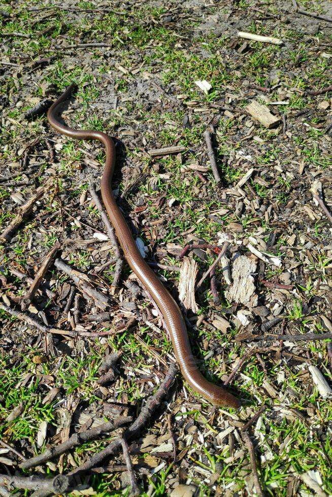 Anguis fragilis also known as Slow worm photo