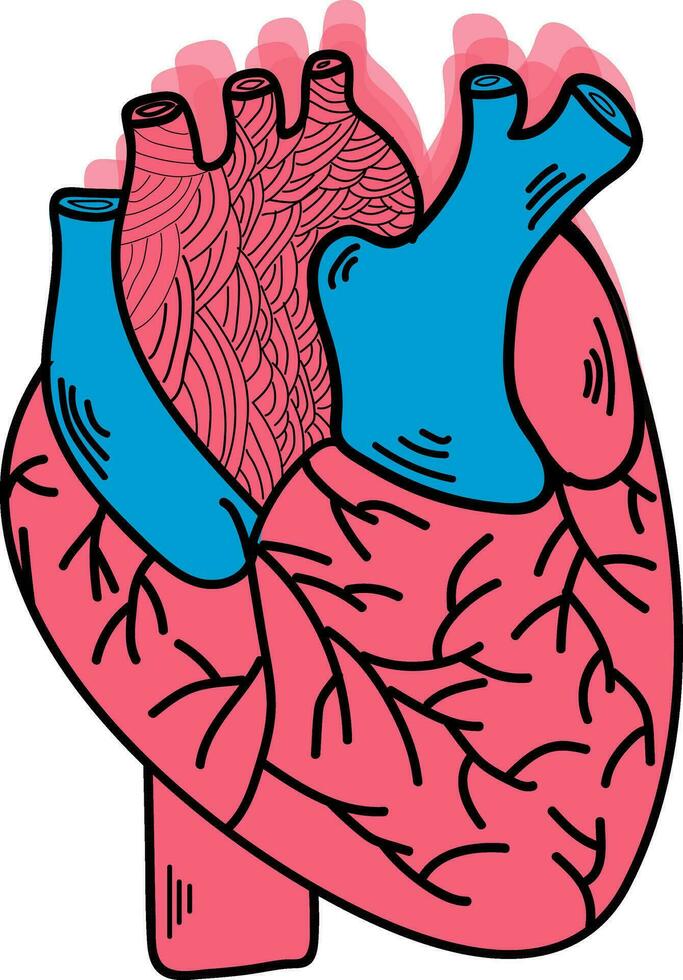 humano corazón aislado en blanco antecedentes. vector