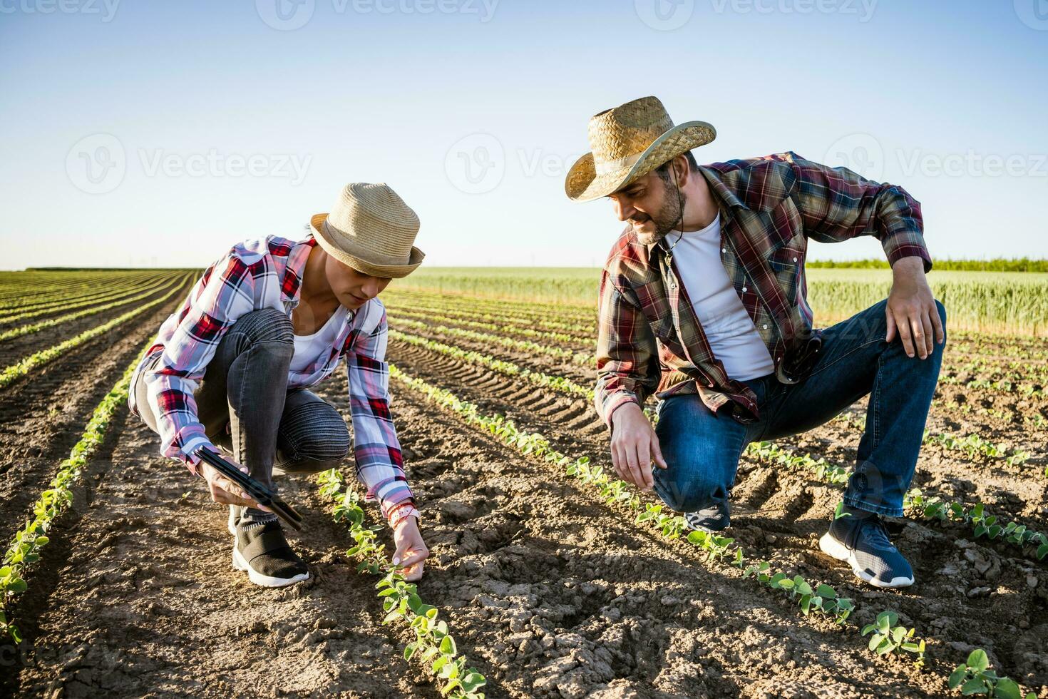 Man and woman are working together in partnership. They are cultivating soybean. photo