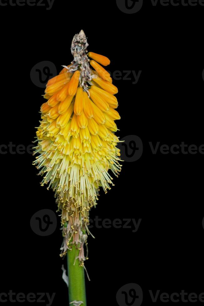 Torch Lily isolated on a black background photo