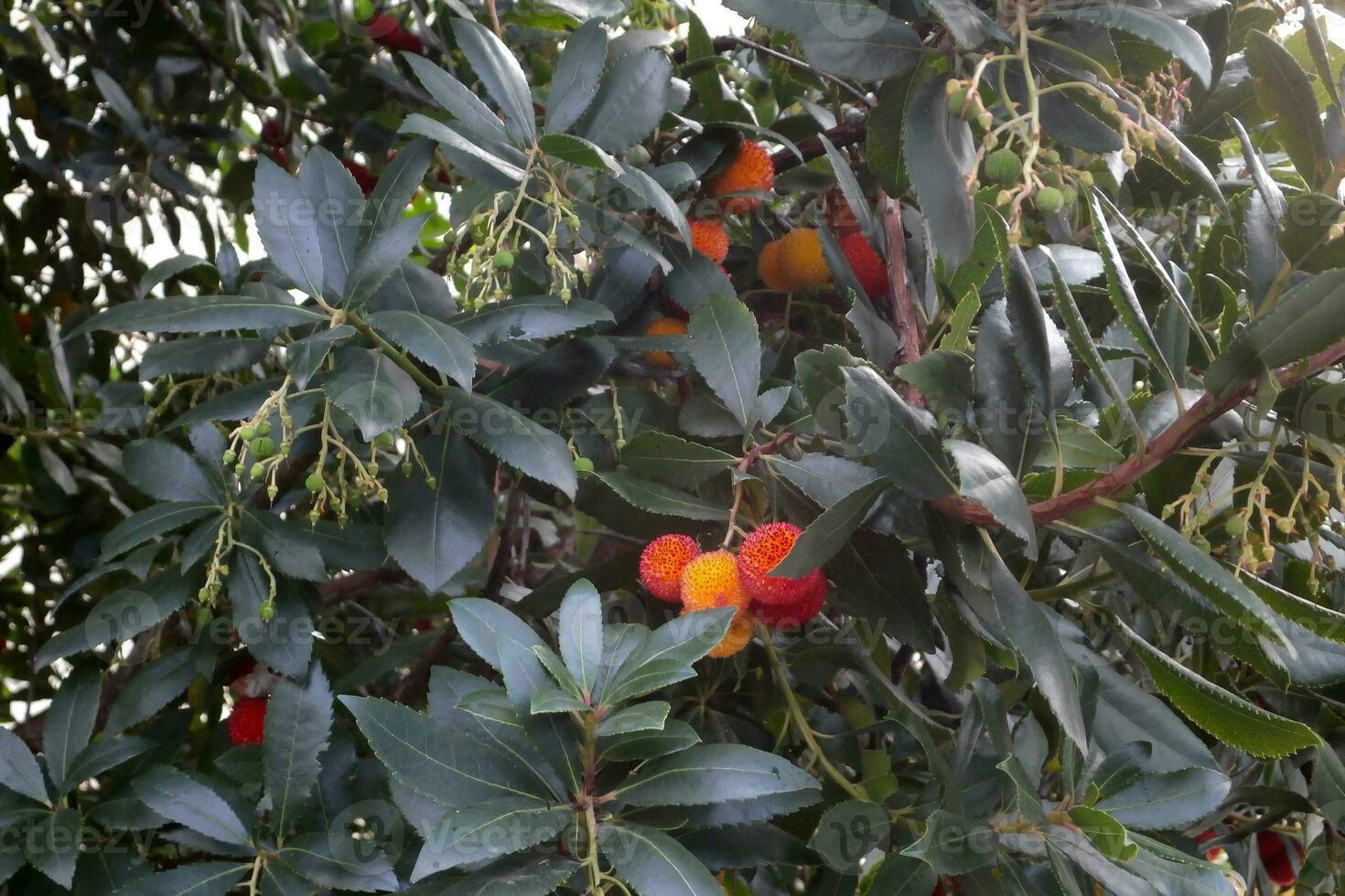 Fruits of the strawberry tree photo