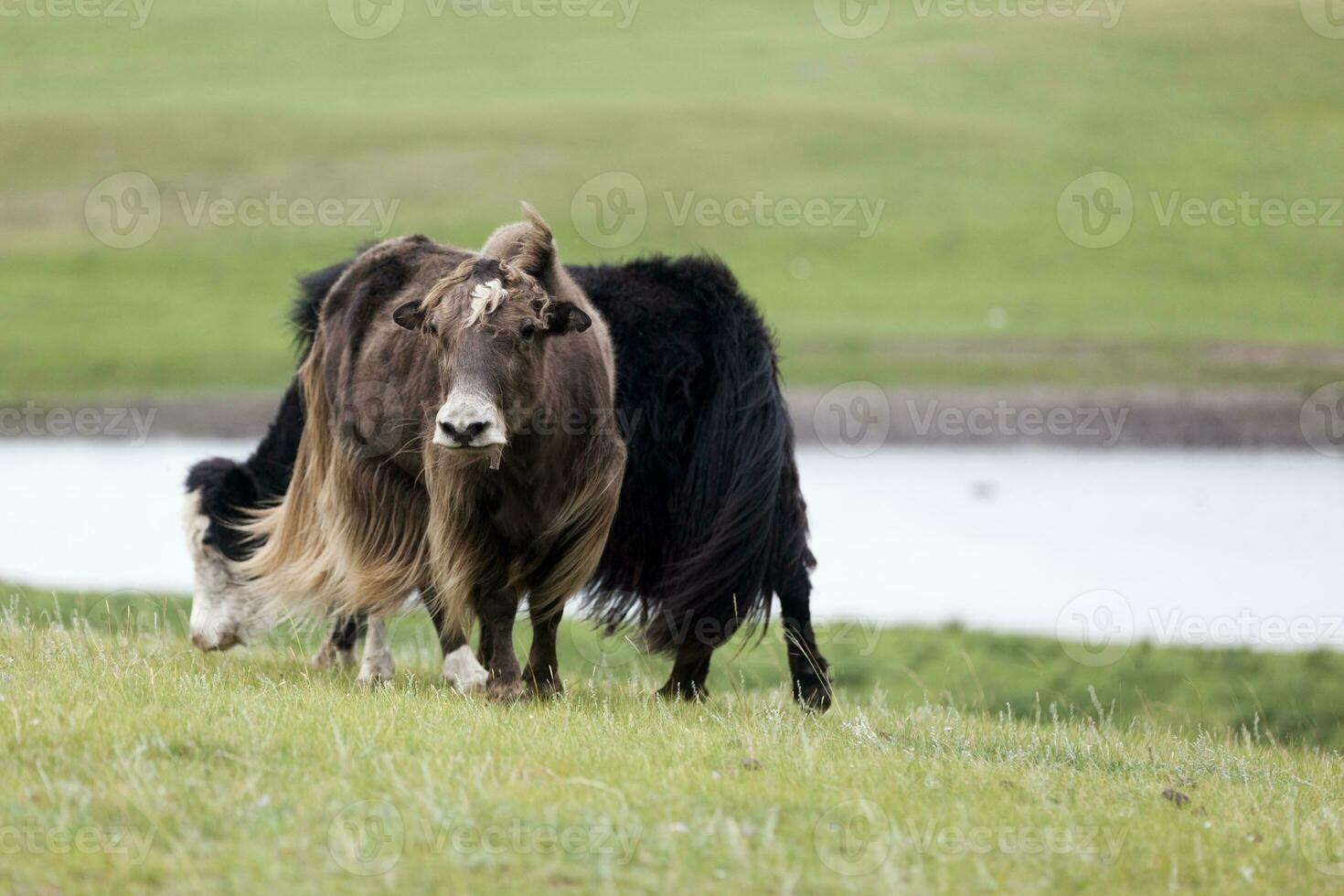 dos Doméstico yaks pasto en el estepas de Mongolia foto