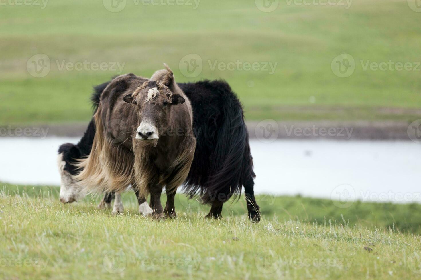 Two domestic yaks grazing in the steppes of Mongolia photo