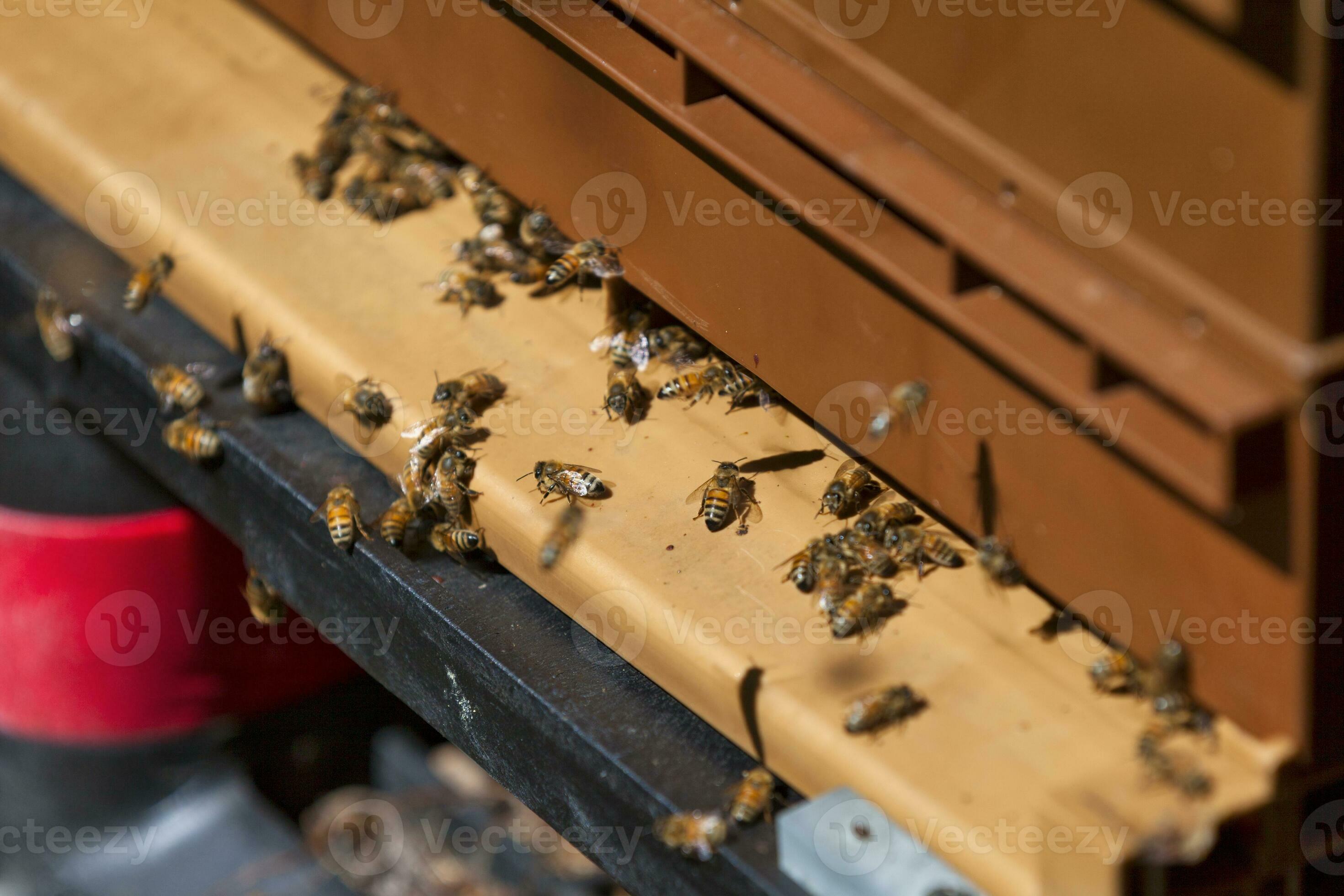 Honey bees hovering outside of their hive 24936698 Stock Photo at Vecteezy