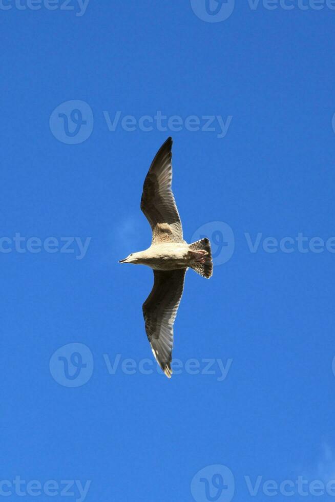 European herring gull gliding photo