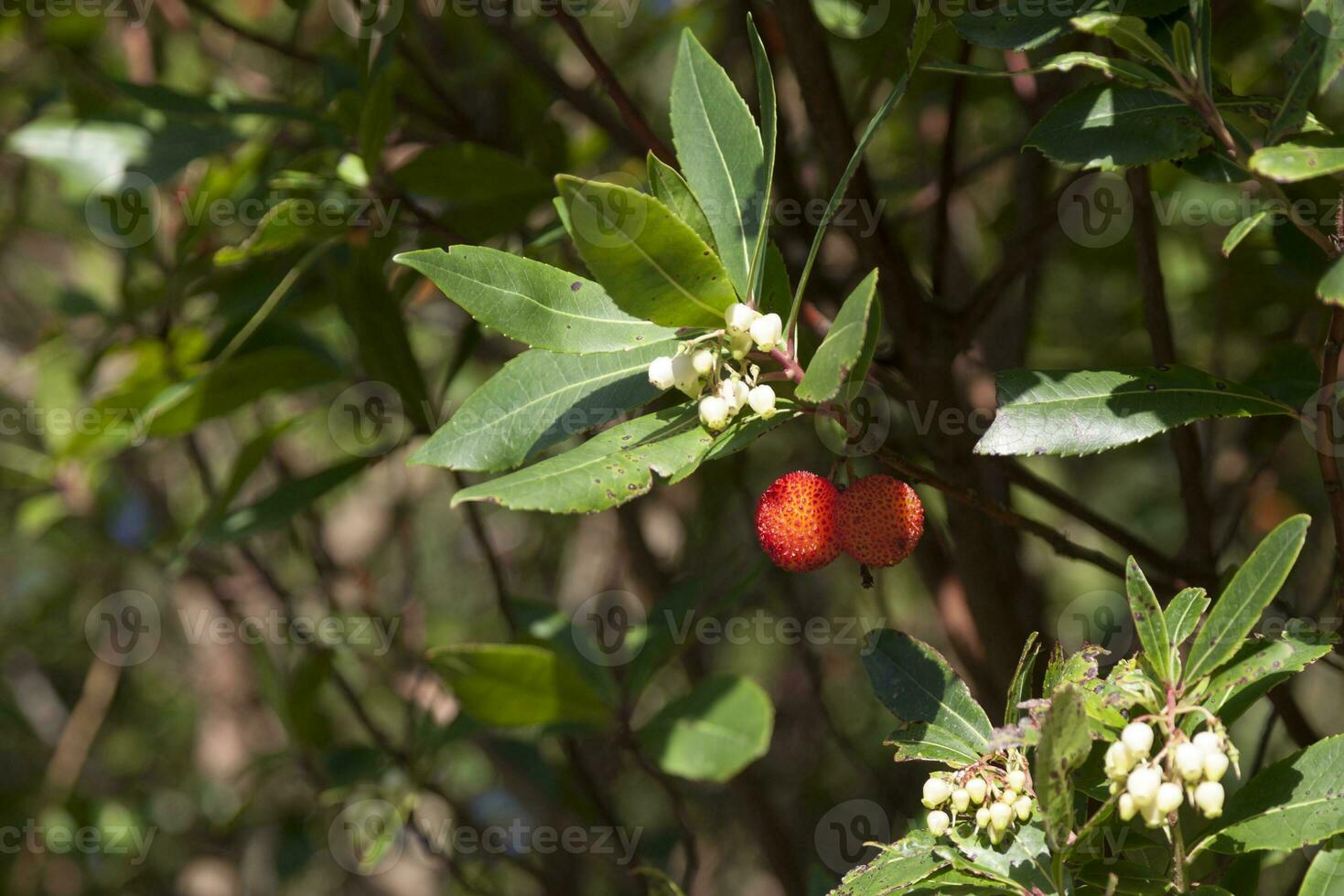 Fruits of the strawberry tree photo