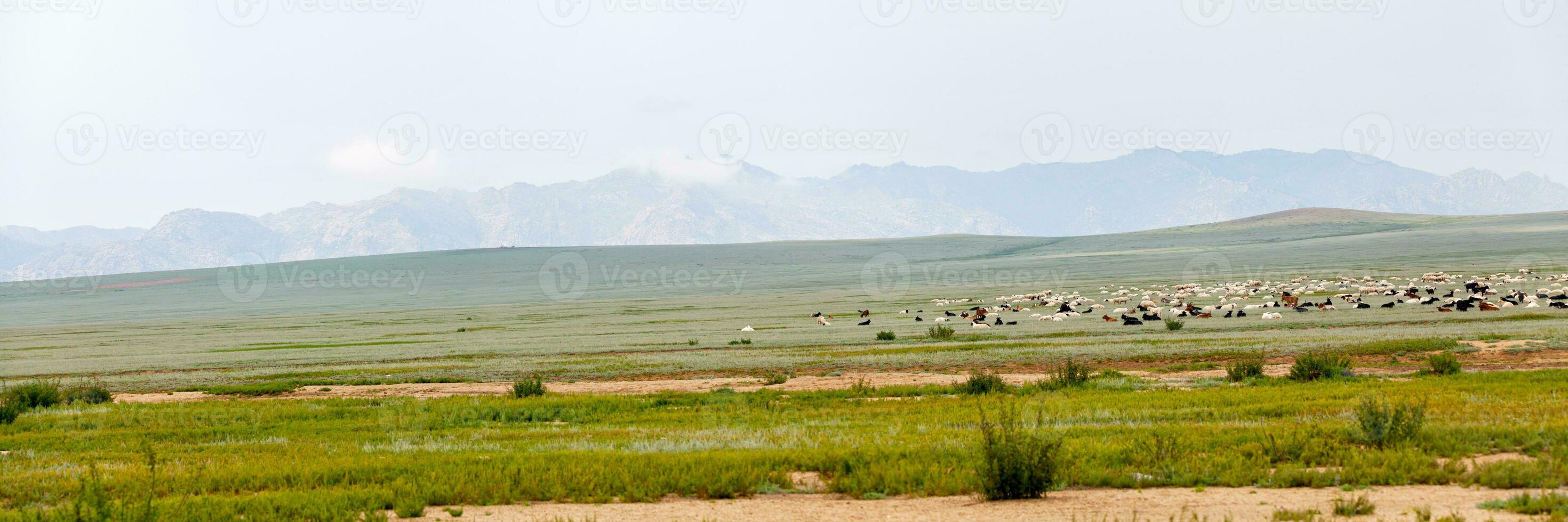 rebaño de oveja y cabras pasto en el estepas de Mongolia foto